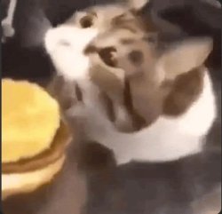 Cibby, you can haz cheeseburger Meme Template
