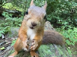 Squirerel Meme Template