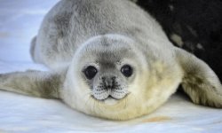 Cute Seals, Happy. Meme Template
