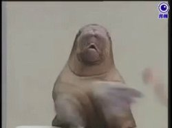 Clapping Seal Meme Template