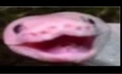 WideHappySnake Meme Template