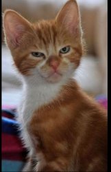 Angry kitty Meme Template