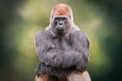 Gorilla Zoe Meme Template