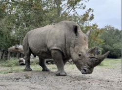 Hot in these rhinos Meme Template