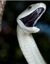 Black mamba Meme Template