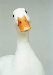 duckkky Meme Template