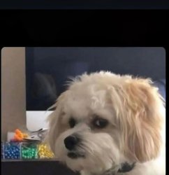 Dog Meme Template