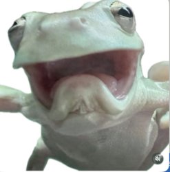 Frog Meme Template