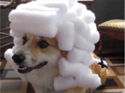 Powdered Wig Corgi Meme Template