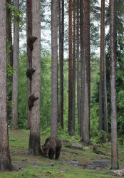 Searching Bear Meme Template
