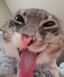 laughing cat Meme Template