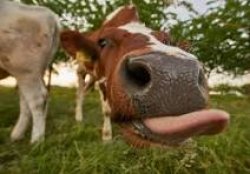 Funny cow Meme Template