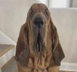 Dog Meme Template