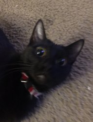 Panic Kerplunk Meme Template