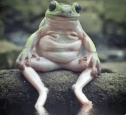 chill frog Meme Template