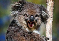 Angry koala Meme Template