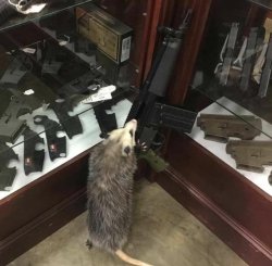 gun rat Meme Template