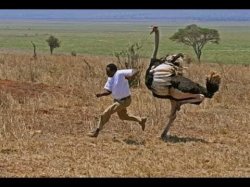 Man getting chased by an ostrich Meme Template