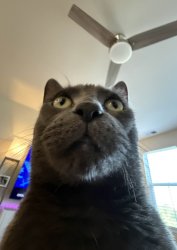 Speechless Cat Meme Template