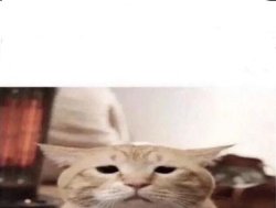 Sad Cat Meme Template