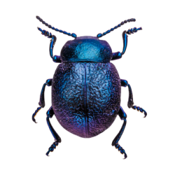 Cobalt Milkweed Beetle Meme Template