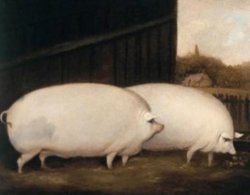 shared porker temp Meme Template