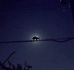 Possum eclipse Meme Template