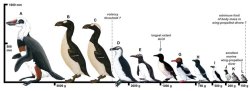 auk sizes Meme Template