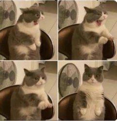 Cat Yawning Meme Template