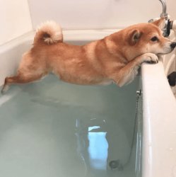 Dog and bathtub Meme Template