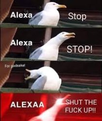 Alexa Stop Meme Template