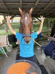 Jap Horse Meme Template