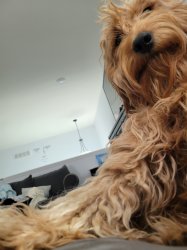 Jealous Doggo Meme Template