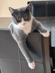 Fat Tony the cat Meme Template