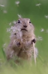 Chipmunk disappointed Meme Template