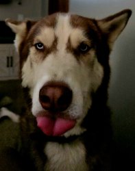Husky Meme Template