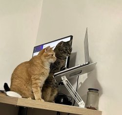 Computer Cats Meme Template