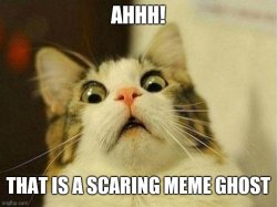 Scared cat Meme Template