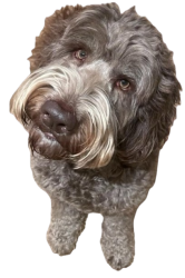Northers Dog (Transparent) Meme Template