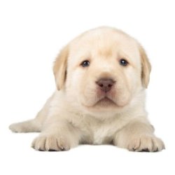 really cute puppy Meme Template
