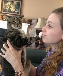 cat paw in owner face Meme Template