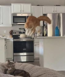 Cat Surprise Meme Template
