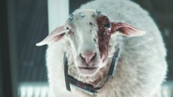 Alien Earth Sheep Meme Template