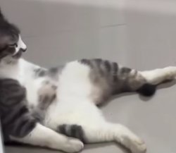 Sad cat Meme Template