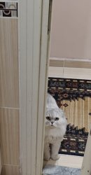 Wondering longhaired white cat in Turkish bathroom Meme Template