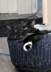 Smug cat after evil doing Meme Template