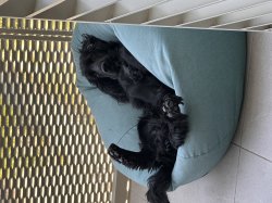 The Relaxing dog Meme Template