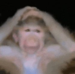 Monkey in despair Meme Template