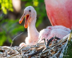 BB rosette spoonbill Meme Template