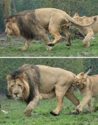 Sad lion Meme Template